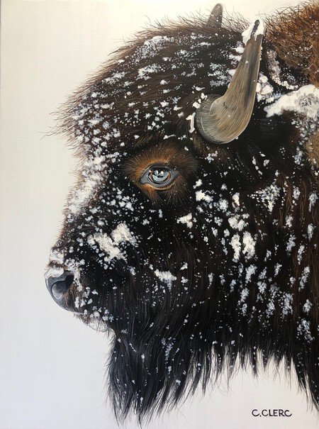 "Bison futé" Acrylique sur toile 60 x 80 cm - DISPONIBLE À LA VENTE  -